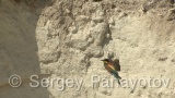 Video of European Bee-eater - European Bee-eater in nest period in Bulgaria